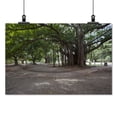 thumbnail image 2 of Print: Large Trees Grow In Park On 5th Avenue In The Miramar Section Of, 2 of 4