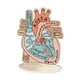 thumbnail image 2 of Modelo de Corazón Anatómico Estructuras Anatómicas 2D Tablero Anatómico Plano Ayuda de Aprendizaje Modelo de Corazón Humano para Estudio Científ, 2 of 9