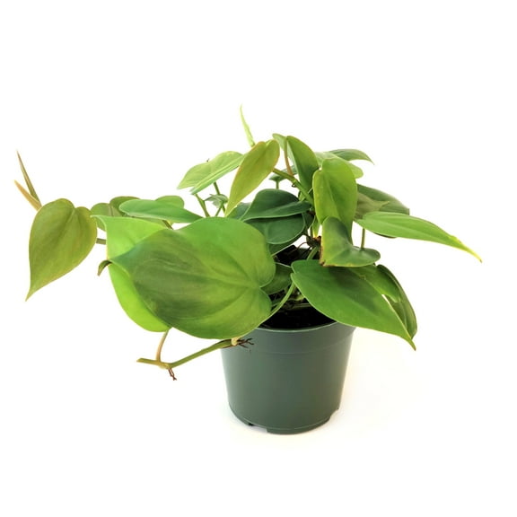 4 in. Philodendron Cordatum Plant in Grower Container (3-Pack)