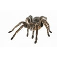 thumbnail image 2 of Tarantula Wall Mural Decal by Wallmonkeys Vinyl Peel and Stick Graphic (24 in W x 16 in, 2 of 4