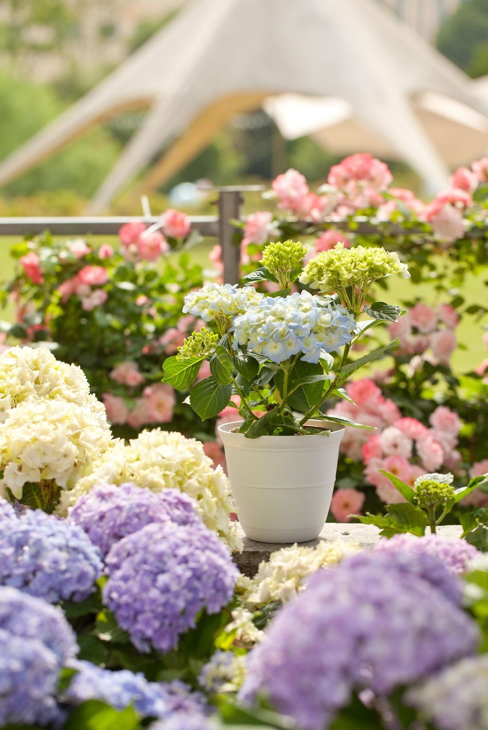 Pot de fleurs Mainstays Basic Bell 30 cm, blanc, design classique avec soucoupe intégrée, résistant aux intempéries. cloche blanc 12 po plateau. Durable, léger et