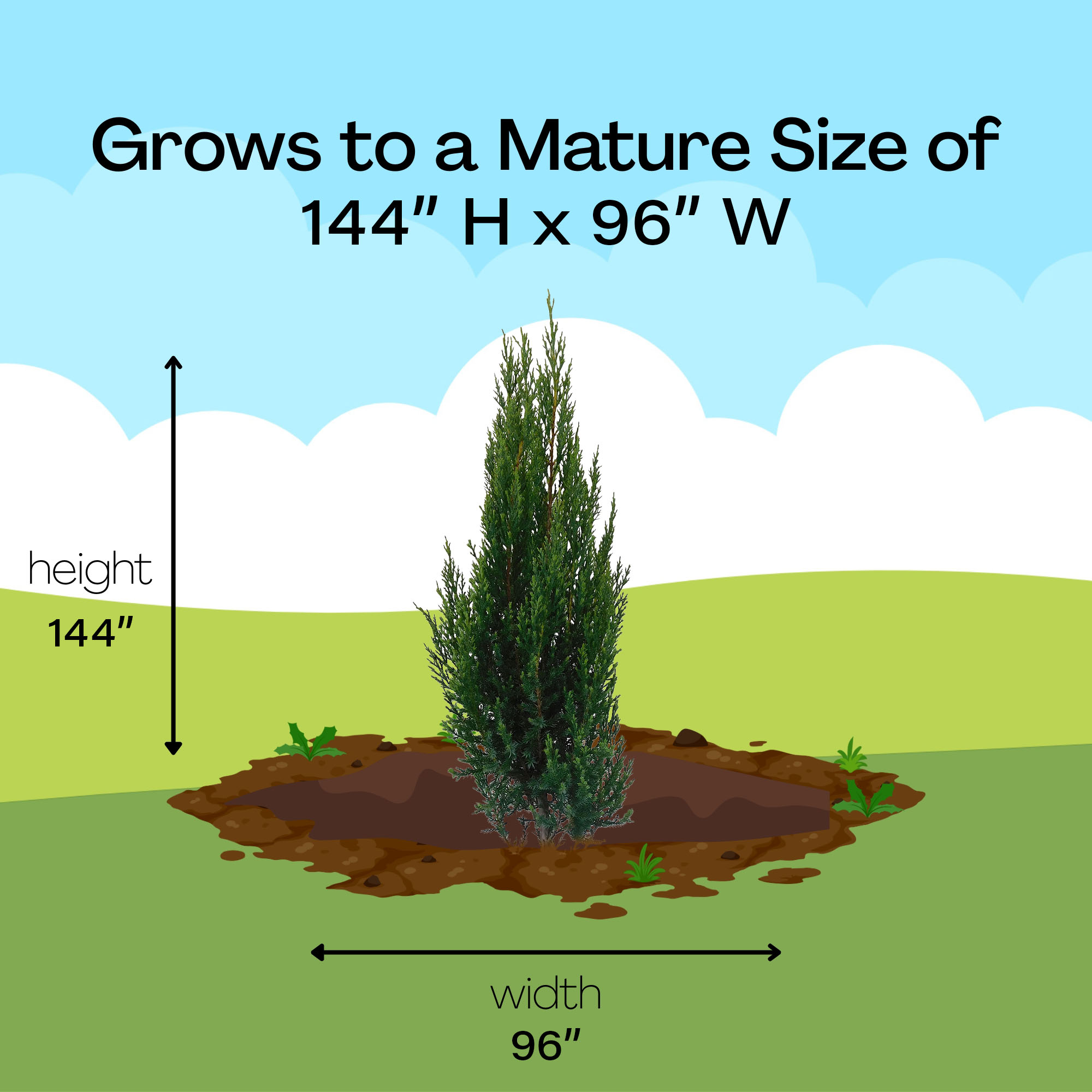 Expert Gardener Blue Point Juniper Live Shrub