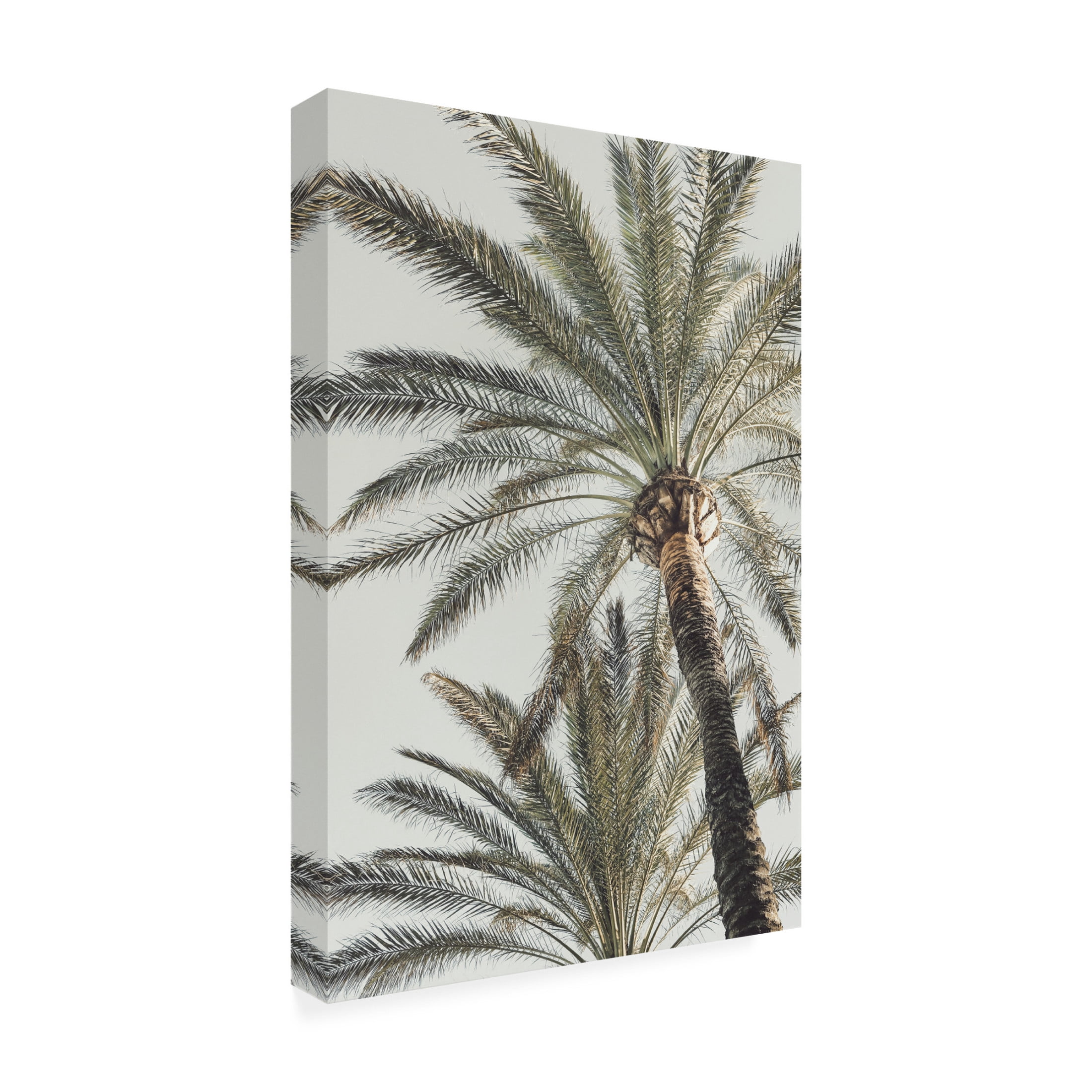 Pictufy Studio III 'Palm 5' Canvas Art - 12 x 19 Inches