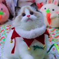 thumbnail image 5 of Nuevo, adecuado collar de perro navideño con cascabeles (M), 5 of 5