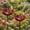 2PCSA, variant on Handmade Metal Flower Garden Stake Bird Bath & Bee Watering Station, Upgraded Weather-Resistant Pollinator Water Bowl, Colorful Floral Decor for Outdoor Yard & Lawn (Red)