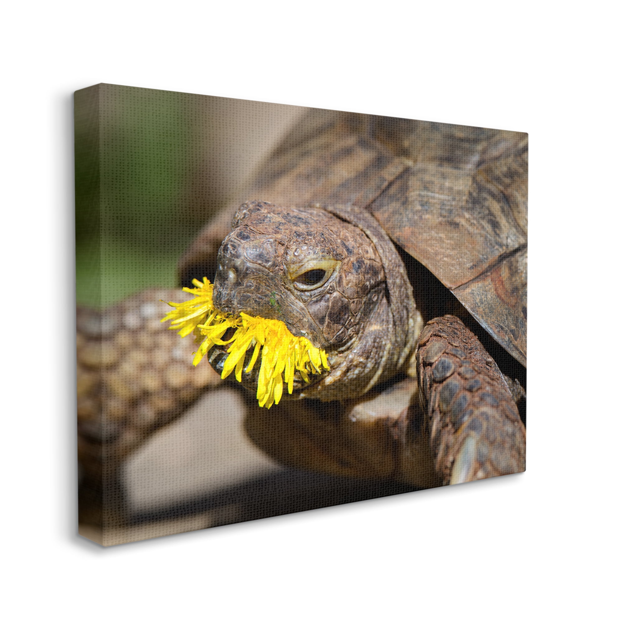 Stupell Industries Turtle Eating Dandelion Animals & Insects Photography Gallery Wrapped Canvas Art Print Wall Art, 30 x 24