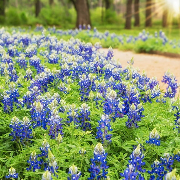 Eden Brothers Texas Bluebonnet Seeds