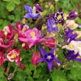 thumbnail image 5 of Mixed Colorful Columbine Flowers - 10 Bulbs - Pink, Purple, Red, White, Yellow Flowers Attracts Butterflies, Bees & Hummingbirds-Spring Garden Perennial, 5 of 5