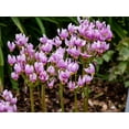 thumbnail image 6 of 25 MIDLAND SHOOTING STAR (Flamingo Flower / Birds Bills / Prairie Pointer) Dodecatheon Meadia Flower Seeds, 6 of 10