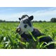 thumbnail image 4 of Halloween Costume Party Latex Animal Head Cow Masks, 4 of 4