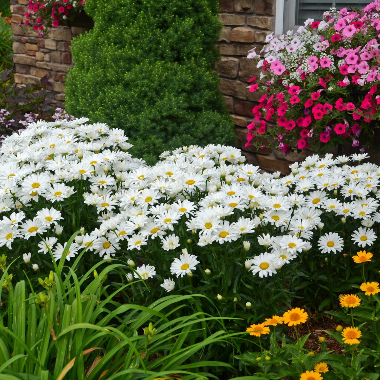 Proven Winners 5" White Amazing Daisies Daisy May Shasta Daisy Live Plant in 4.5" Pot