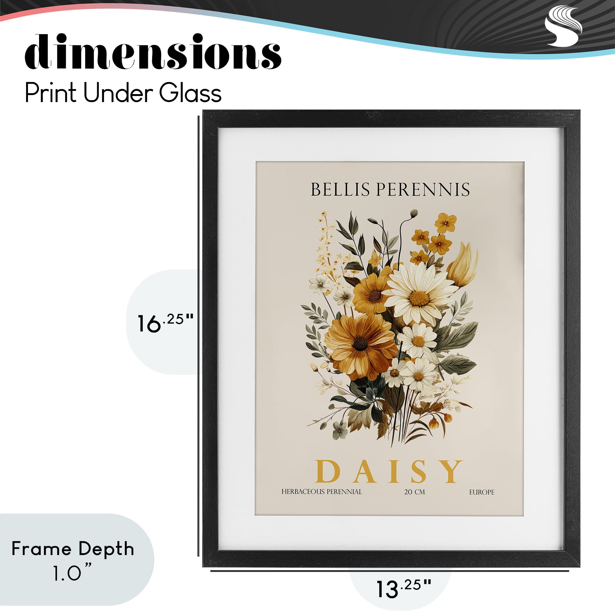 Stupell Industries Nature Daisy Bundle Black Framed Print Under Glass, design by Christopher Giampietro
