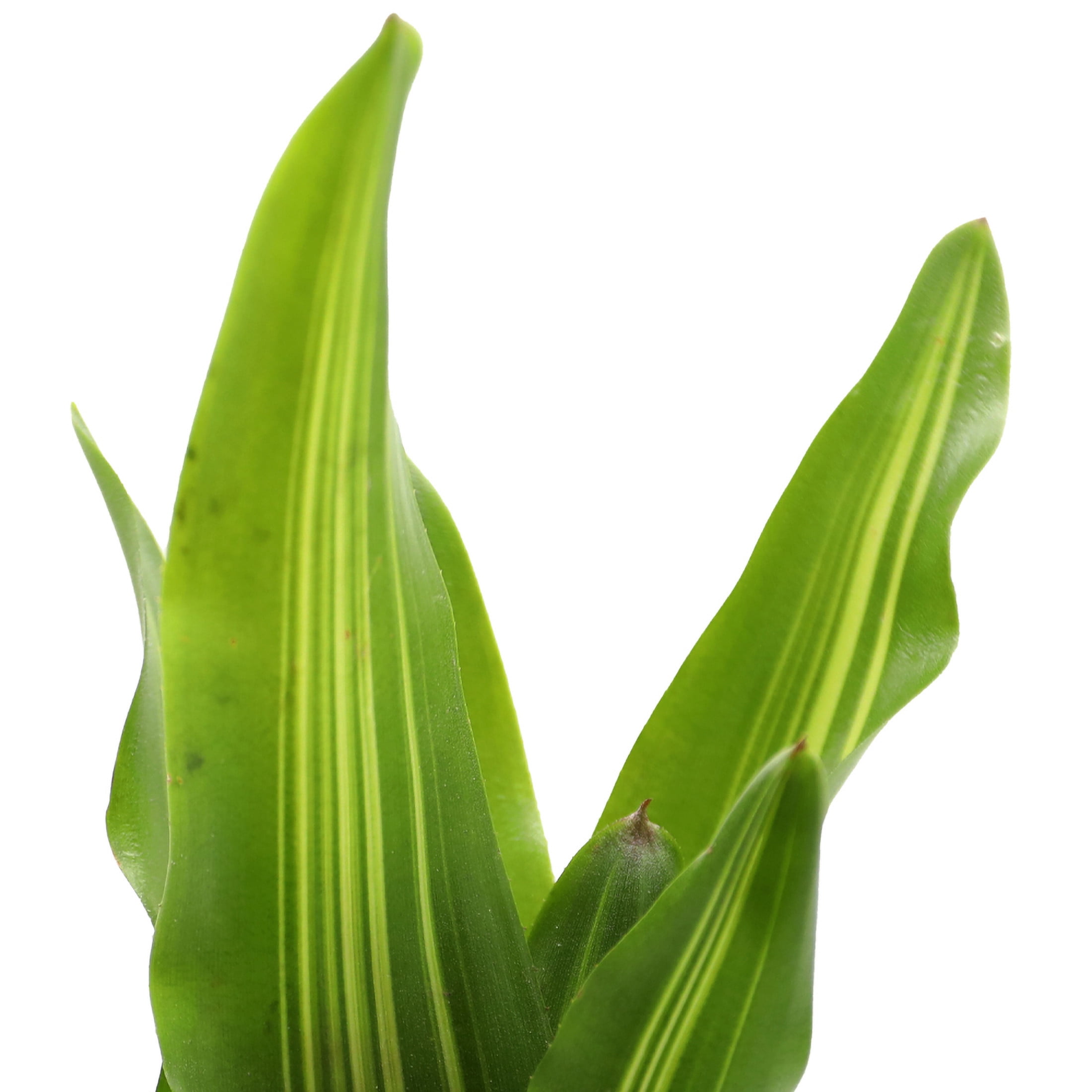 ReptiCulture Broken Heart Bromeliad Plant 3 ct