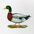 thumbnail image 2 of CafePress - Mallard Duck Drake - Trucker Hat - Polyester Foam Front and Nylon Mesh Weave Back, 2 of 10
