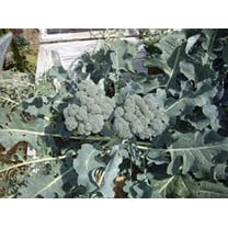 Waltham 29 Broccoli Seeds - 100 Count Seed Pack - A Delightful Standard Variety Known for its Excellent Flavor - Country Creek LLC