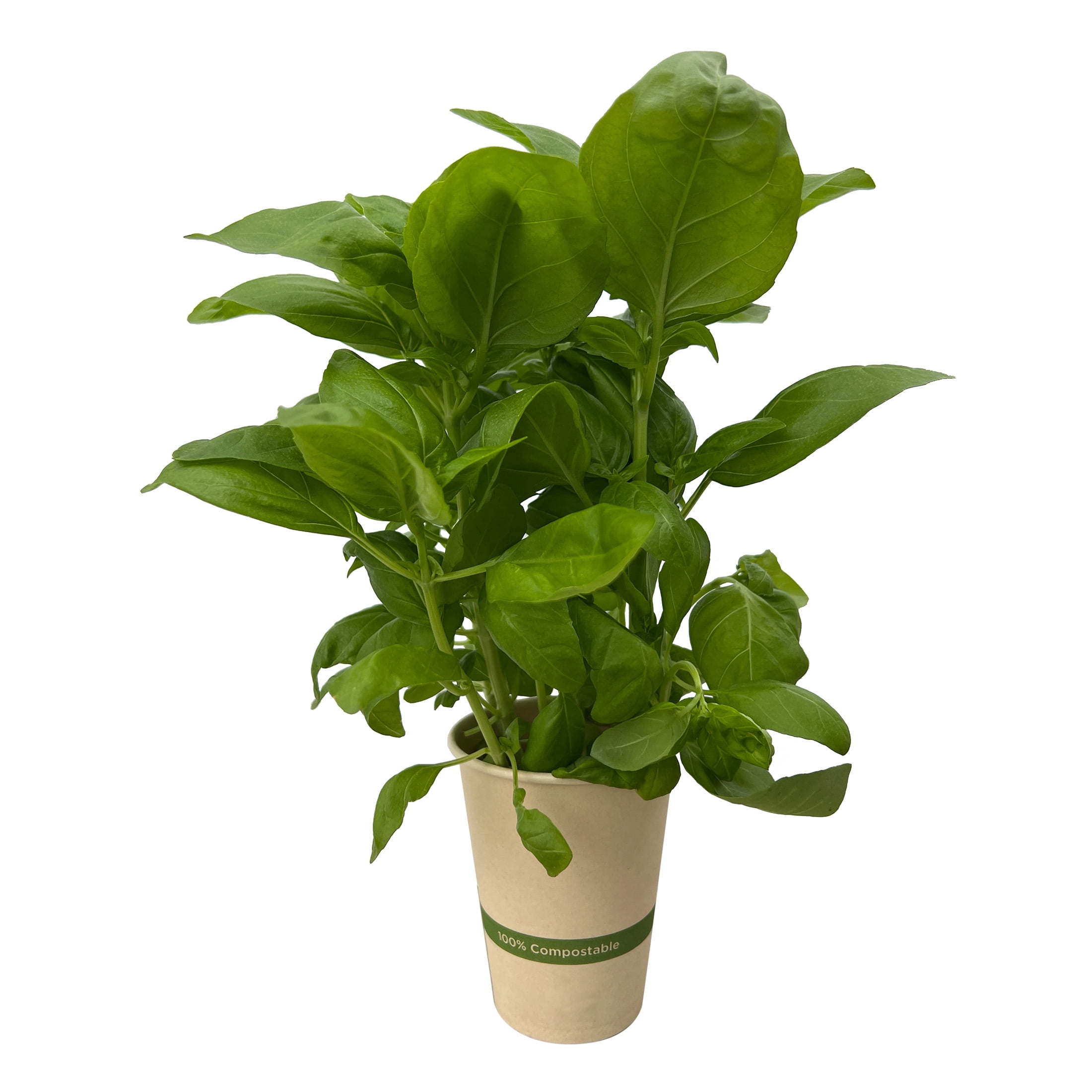 Edible Garden Hydroponic Basil Plant, Sunlight