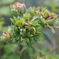 Heirloom Roses - The Green Rose China Rose Bush - Easy Plant For Planting Green Rose Plants