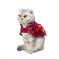 thumbnail image 3 of Cape pour Animaux de Compagnie Style Chinois Costume Festif pour Chatons Chats, 3 of 10