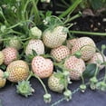 thumbnail image 3 of 110 seeds| White Strawberry Seeds- Authentic Seeds ~ GMO Free ~ Seeds~Flower seeds~ Vegetable seeds~ Asian Garden~ Flowers~ Herbs B5G1, 3 of 5