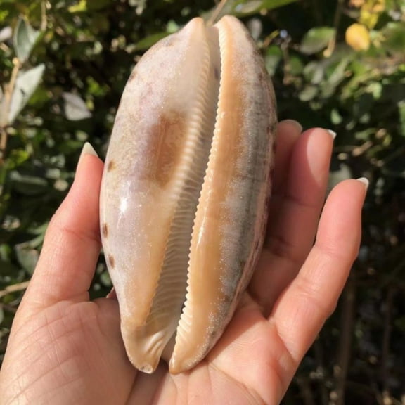 Cloud Cowrie Shell 12 to 13cm Natural Sea Shell Aquarium Decor Coastal Style Home Window Display Specimen