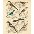 thumbnail image 3 of Milne 20x23 Black Modern Framed Museum Art Print Titled - Avian Habitat V, 3 of 5