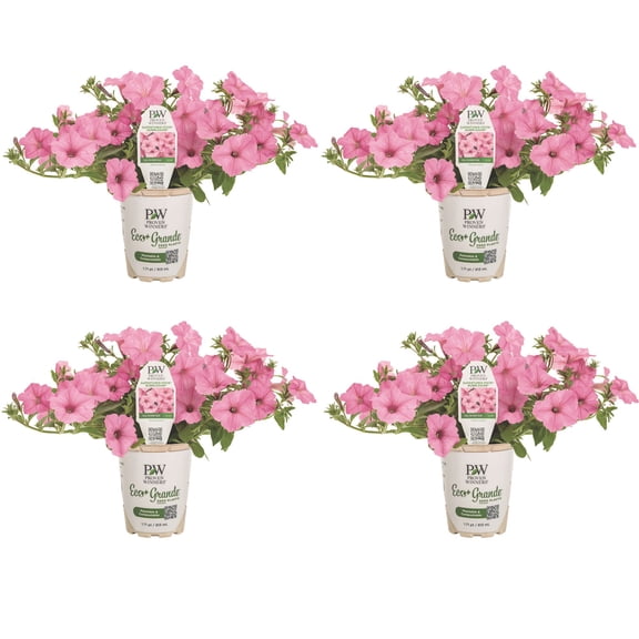 Proven Winners 4" Pink Supertunia Vista Bubblegum Petunia Live Plant in 4.25" Pot (4 Count)