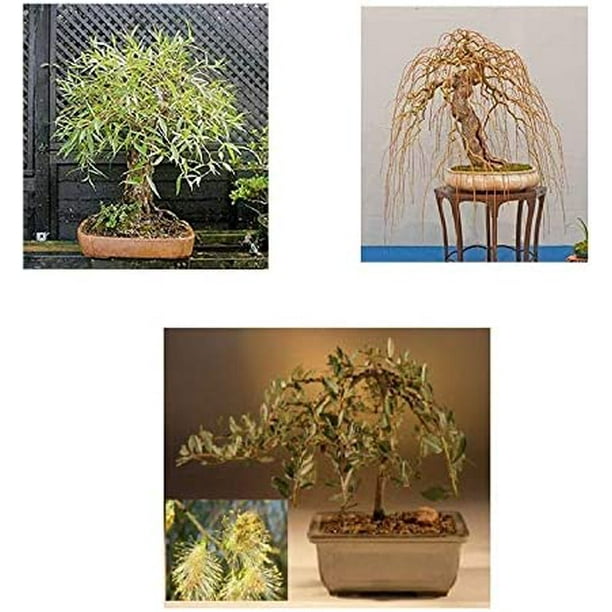Bonsai Willow Tree Bundle 3 Large Trunk Bonsai Tree Cuts Get one