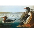 thumbnail image 2 of Audubon, John James 18x13 White Modern Wood Framed Museum Art Print Titled - Goosander, 2 of 4