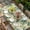 Beige, variant on Spring White Daisy Table Cloths for 4 Foot Rectangle Tables, Flowers Green Leaves Pastoral Botanical Patio Waterproof Elastic Fitted Tablecloths, Washable Rectangular Table Cover for Camping