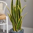 thumbnail image 4 of Nearly Natural Plastic 3' Sansevieria Artificial Plant in Gray Bullet Planter, 4 of 4