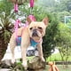 thumbnail image 3 of Hamaca para el cuidado de mascotas, herramientas de belleza para cortar uñas de perros y gatos, suministros para perros medianos y grandes, 3 of 4