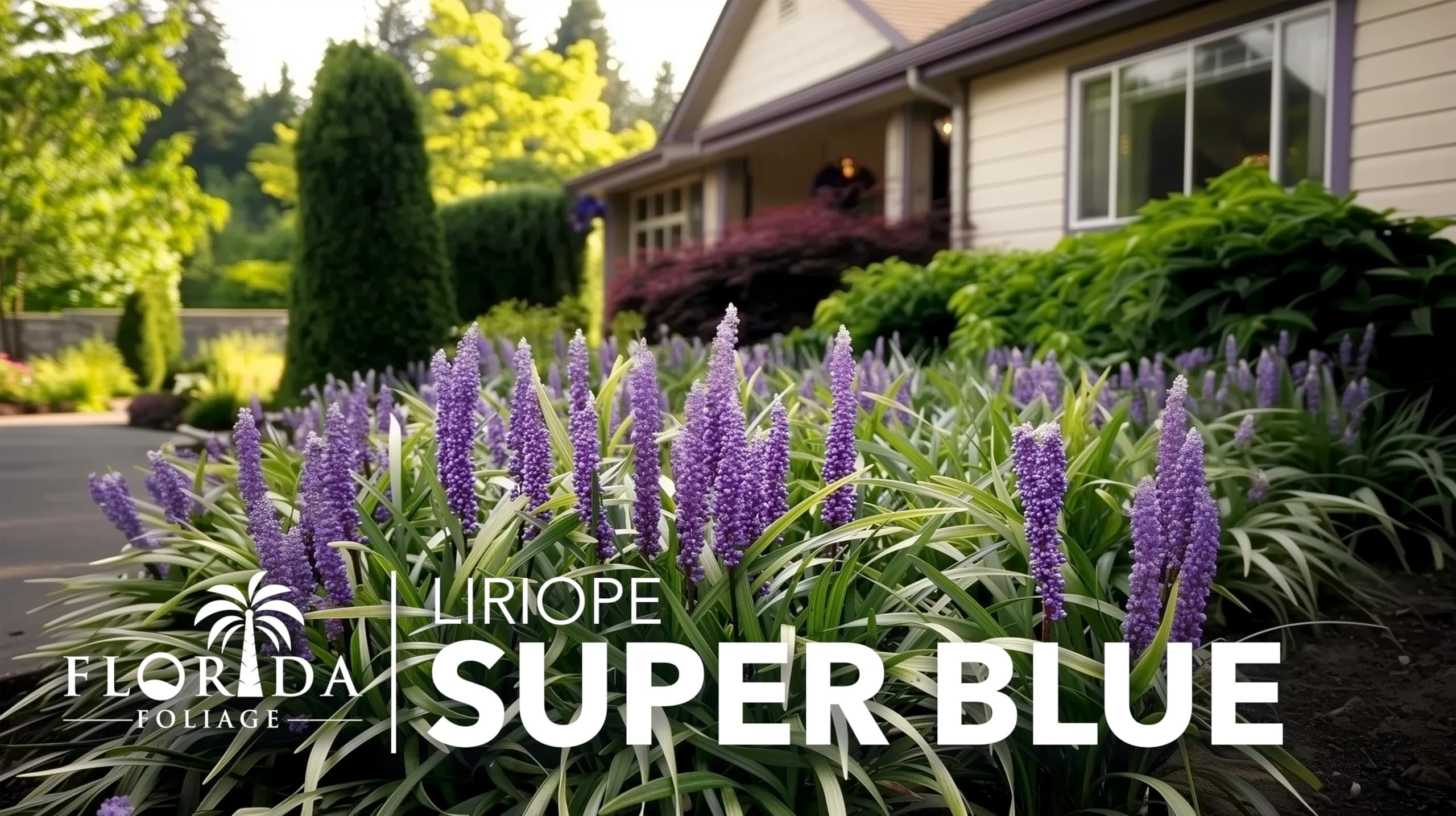 Super Blue Liriope  3 Live Plants  Liriope Muscari  Ideal for Borders and Ground Cover  Hardy and Low-Maintenance