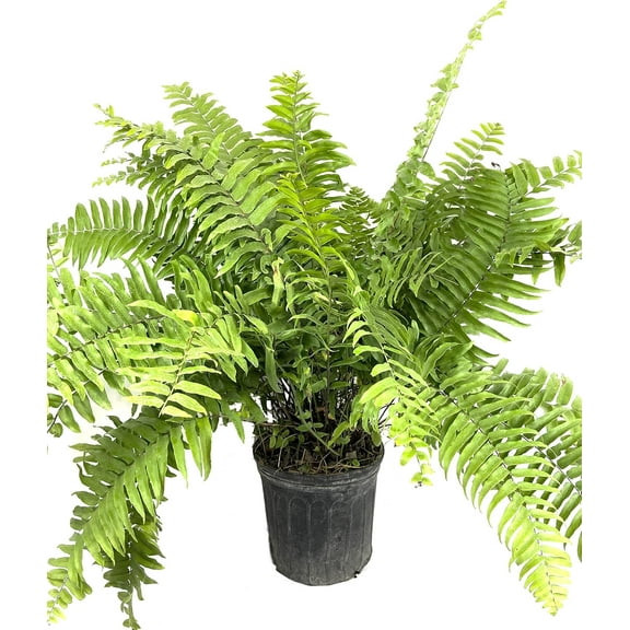 Macho Fern - Live Plant in a 10 inch Pot - 3 Gallon - Nephrolepsis Biserrta 'Macho' - Florist Quality Ferns from Florida