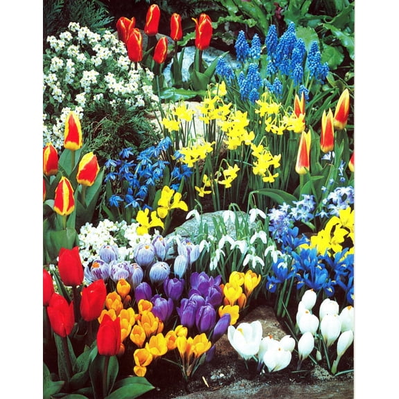 A Complete Spring Garden - 50 Bulbs for 50 Days of Continuous Blooms