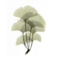 thumbnail image 2 of Ginko II Poster Print by  ACEE, 2 of 2