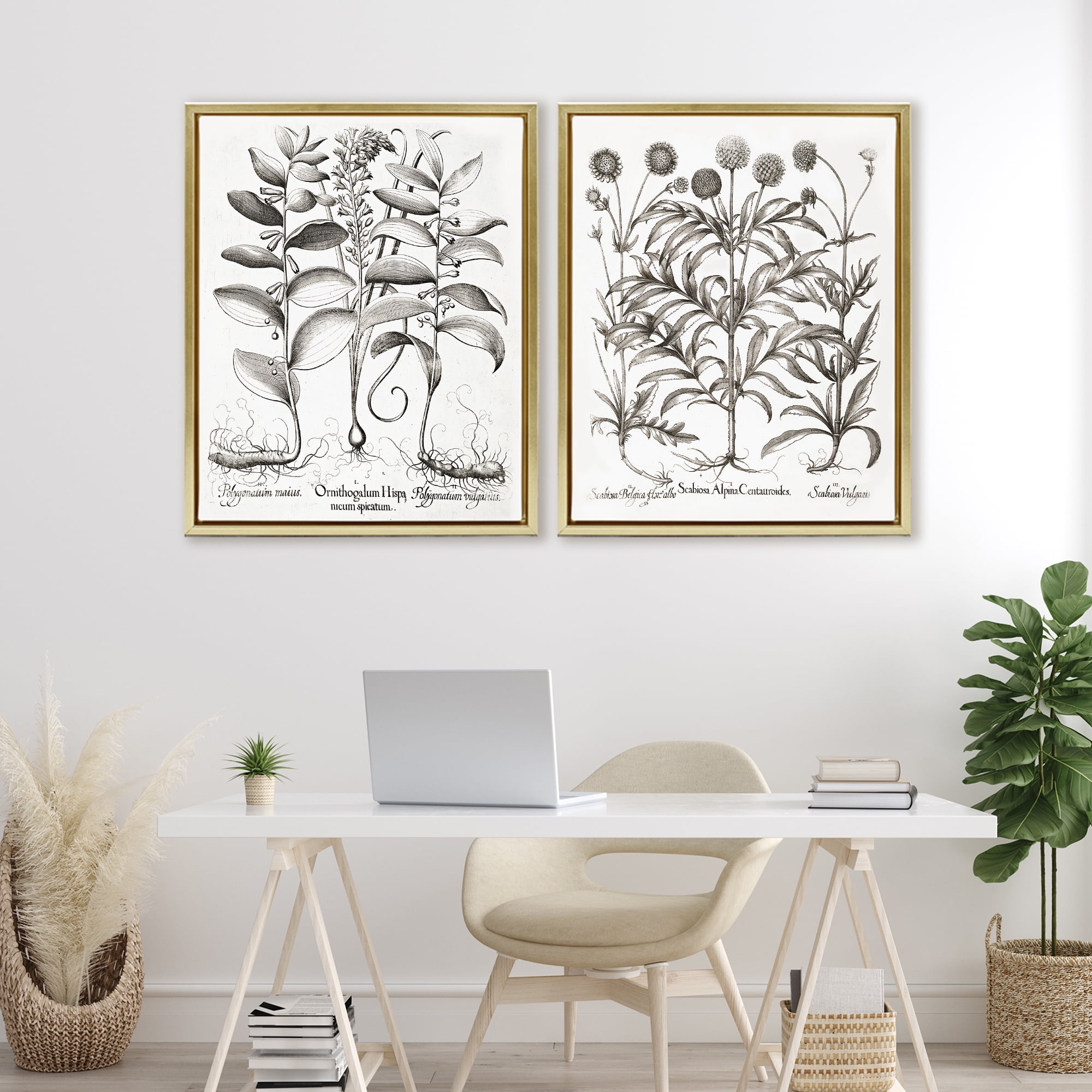 Botanical Root & Plant Studies 2 Piece Gold Framed Floater Canvas Set, design by Lettered and Lined