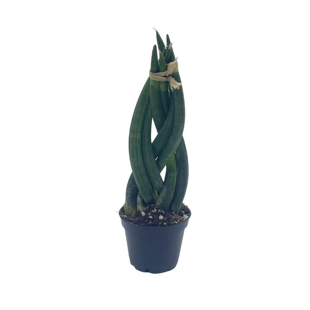 Braided African Spear Plant, Cylindrical Snake Plant, Spear sansevieria ...