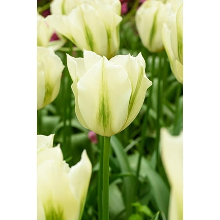 Spring Green Viridiflora Tulip - 5 Bulbs - 12/ cm Bulb