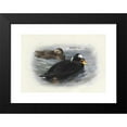 thumbnail image 2 of Archibald Thorburn 14x11 Black Modern Framed Museum Art Print Titled - Surf Scoter, 2 of 5