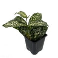thumbnail image 2 of Japanese Bamboo Florida Beauty Dracaena - 3" Pot, 2 of 4