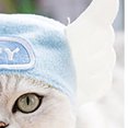 thumbnail image 2 of Sombrero para gatos, sombrero para mascotas, gorro ligero para perros y gatos, el mejor de su clase, 2 of 3