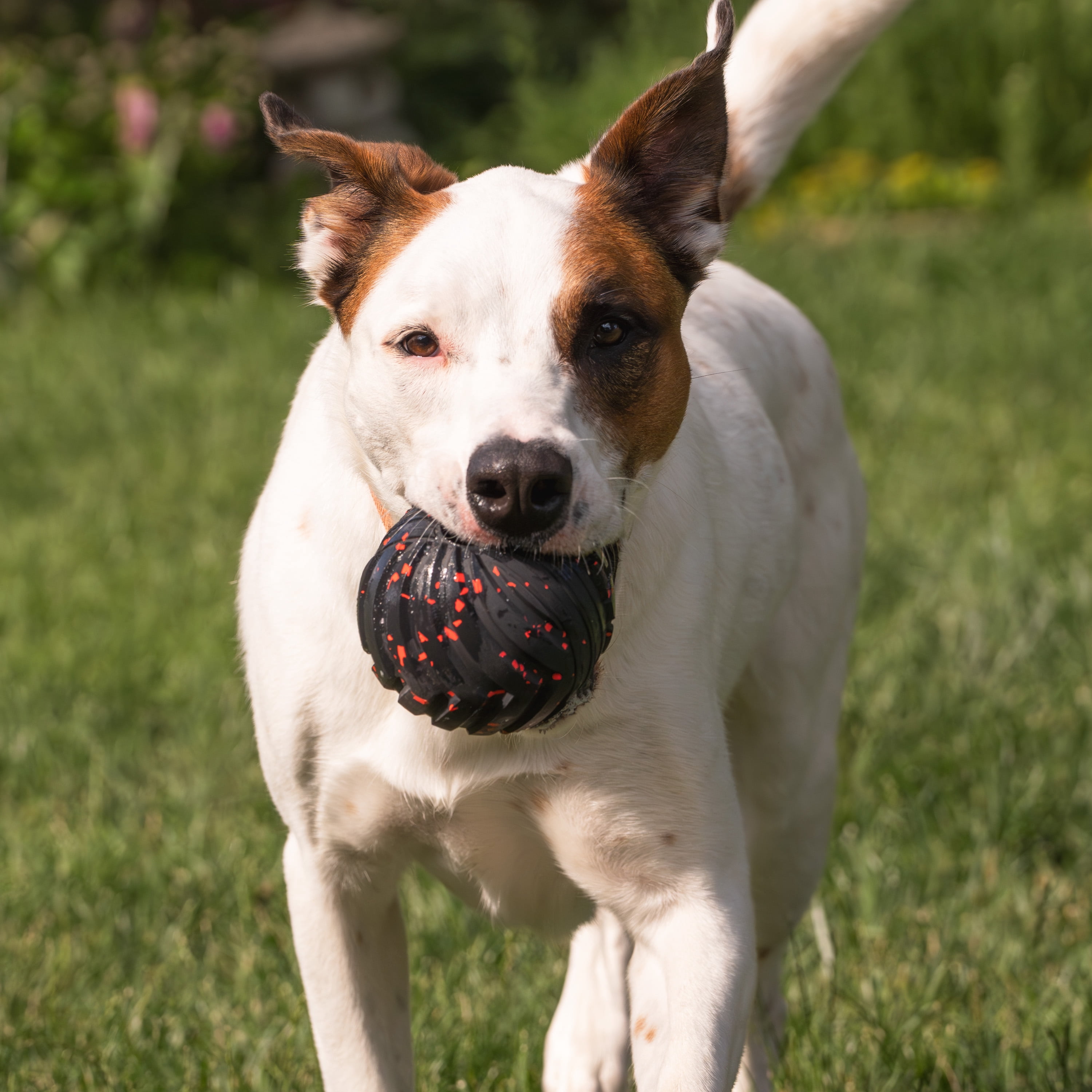Mammoth Supreme Fetch Ball for Dogs, Large, 4 in, Durable Design