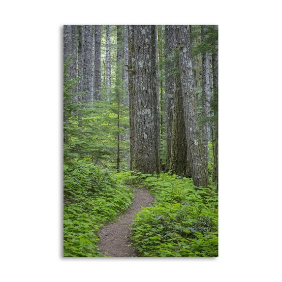 Gango Home Decor Contemporary Lewis River Trail by Kathy Mahan (Printed on Paper); One 24x36in Fine Art Paper Giclee Print