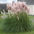 Pink Pampas Drought Tolerant Ornamental Grass Plants Seed For ...