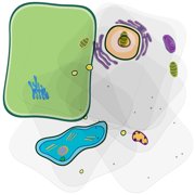 Roylco See-Through Plant Cell Builder - Transparent Biology Model with 9 Organelle Layers, NGSS-Aligned STEM Learning Kit for Classroom Life Science Education