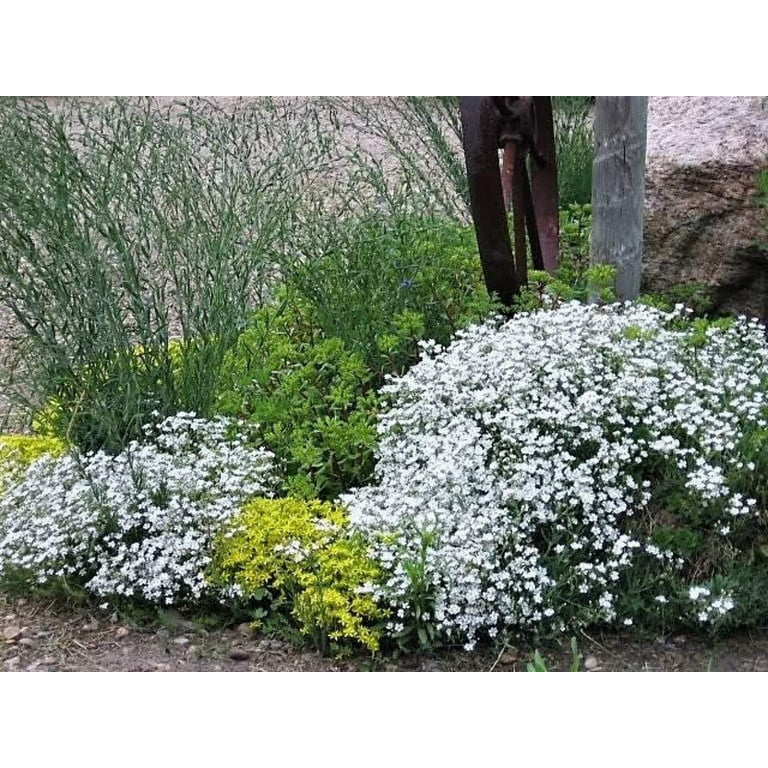 Seed Needs, White Baby's Breath Seeds - 2,000 Heirloom Wildflower Seeds for  Planting Gyposophila elegans - Perfect for Bouquets & Floral Arrangements