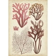 thumbnail image 3 of Vision Studio 11x14 Black Modern Framed Museum Art Print Titled - Seaweed Specimen in Coral II, 3 of 5