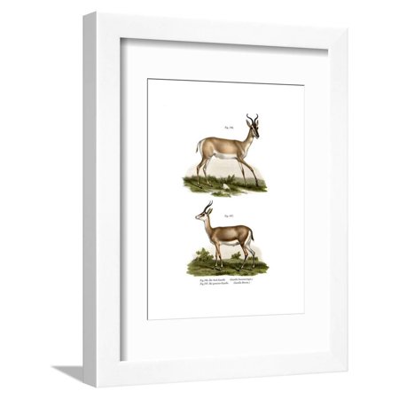 Somali Soemmerring Gazelle, 1860 Framed Print Wall Art