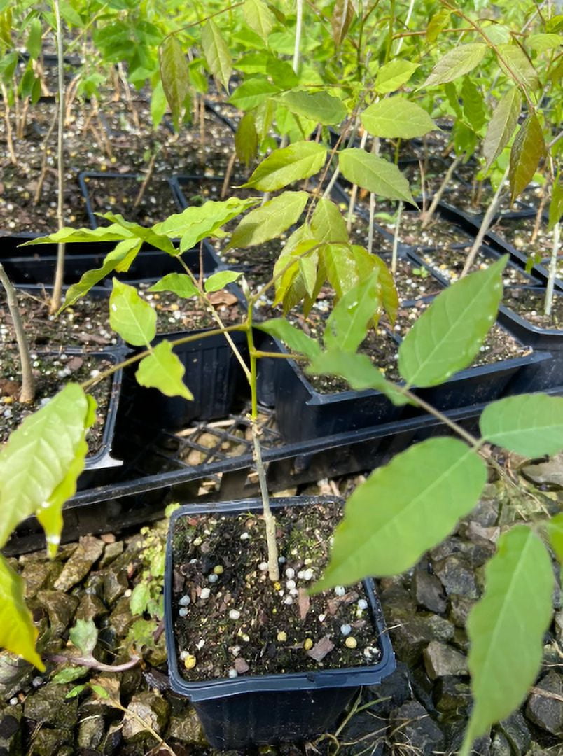 2 Amethyst Falls Wisteria Vine - Live Plants -in 4 inch cups