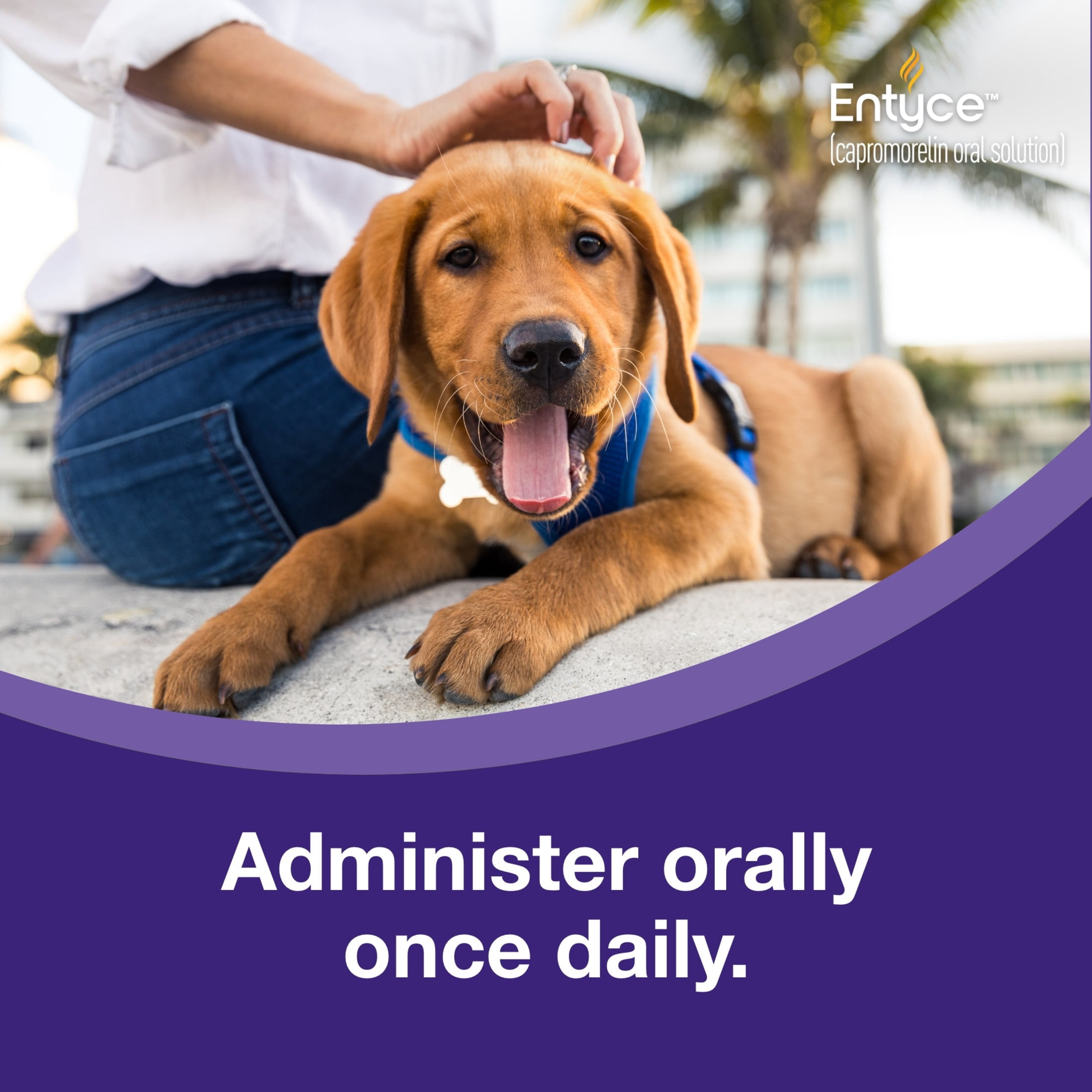 Entyce Dog Entyce Dog Appetite Stimulant | Oral Solution for Dogs | 30mg/ml - 30 ml